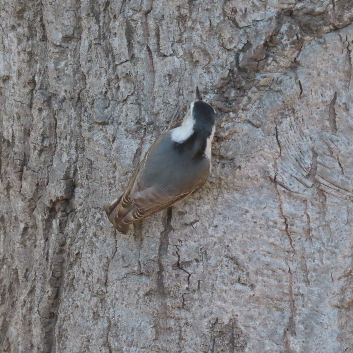 Sittelle à poitrine blanche - ML644617078
