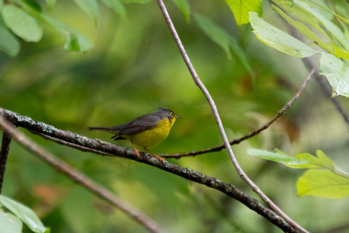 Canada Warbler - ML644617079