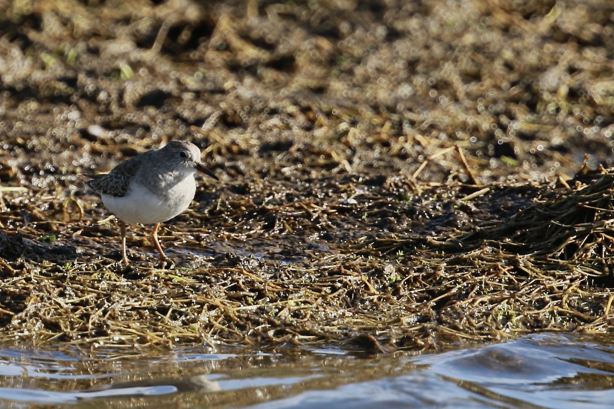 Темминкийн элсэг - ML644617081