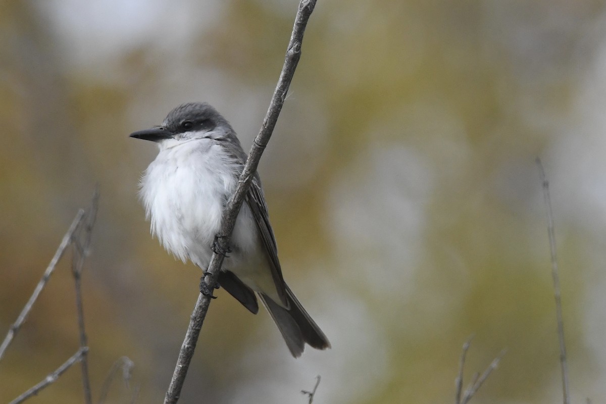 Gray Kingbird - ML644617084
