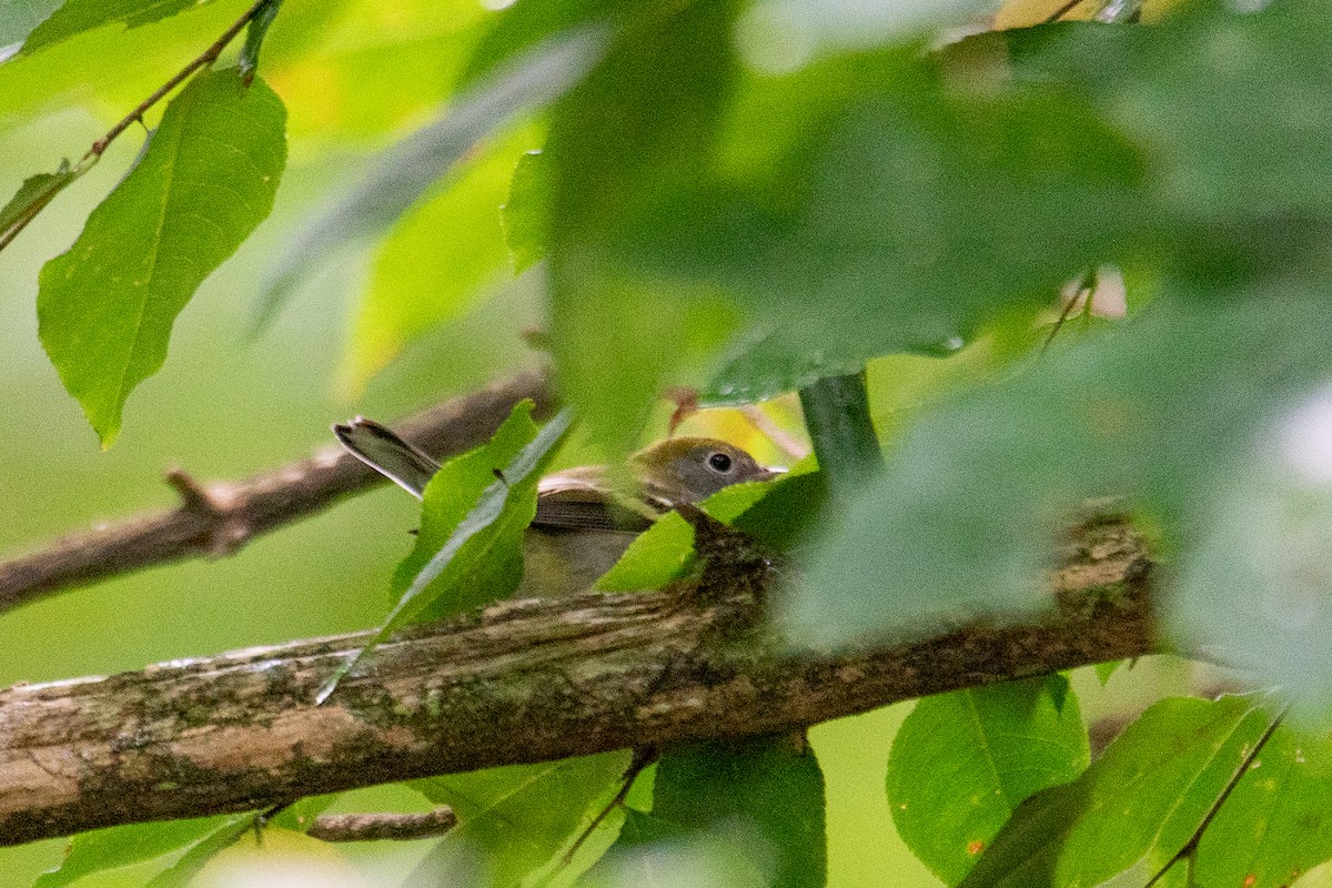 Chestnut-sided Warbler - ML644617085