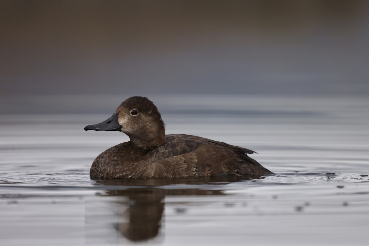 Redhead - ML644617087