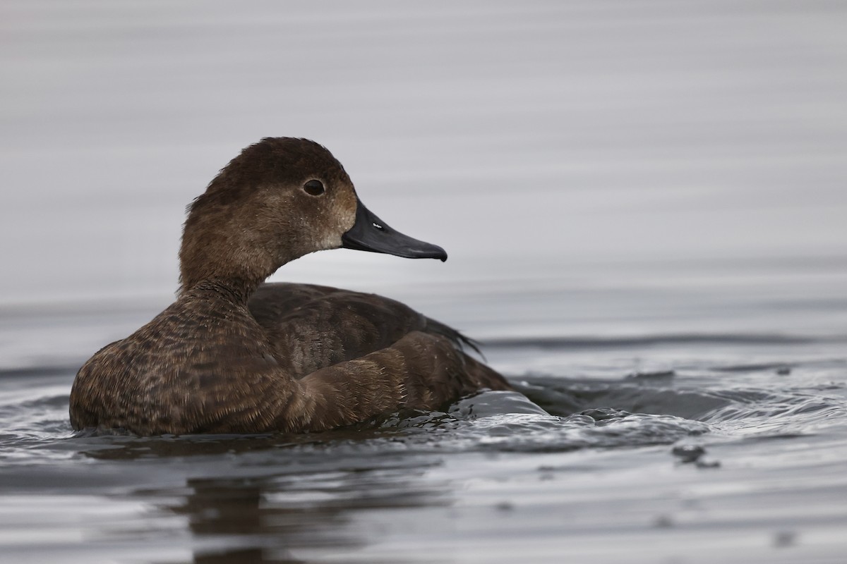 Redhead - ML644617088