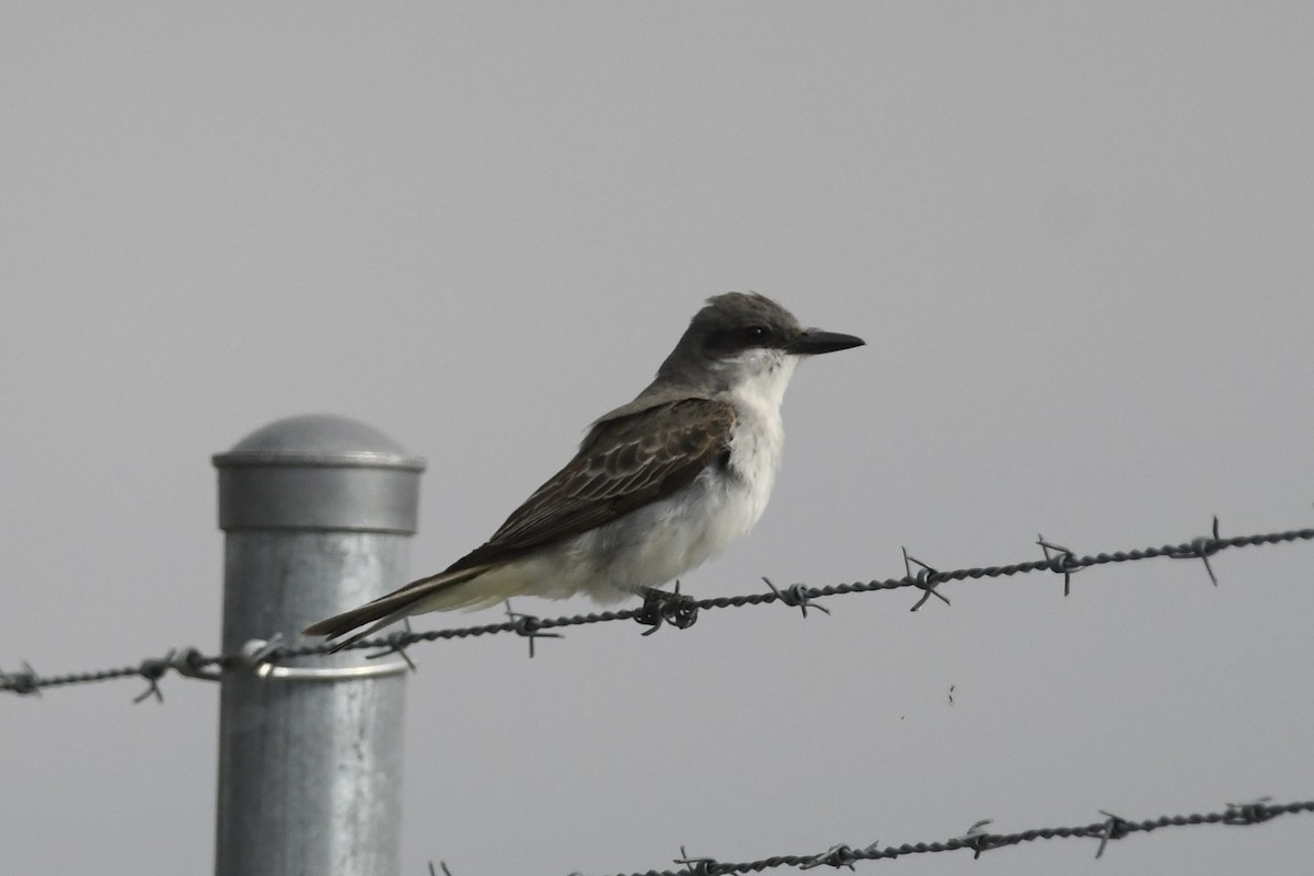 Gray Kingbird - ML644617089