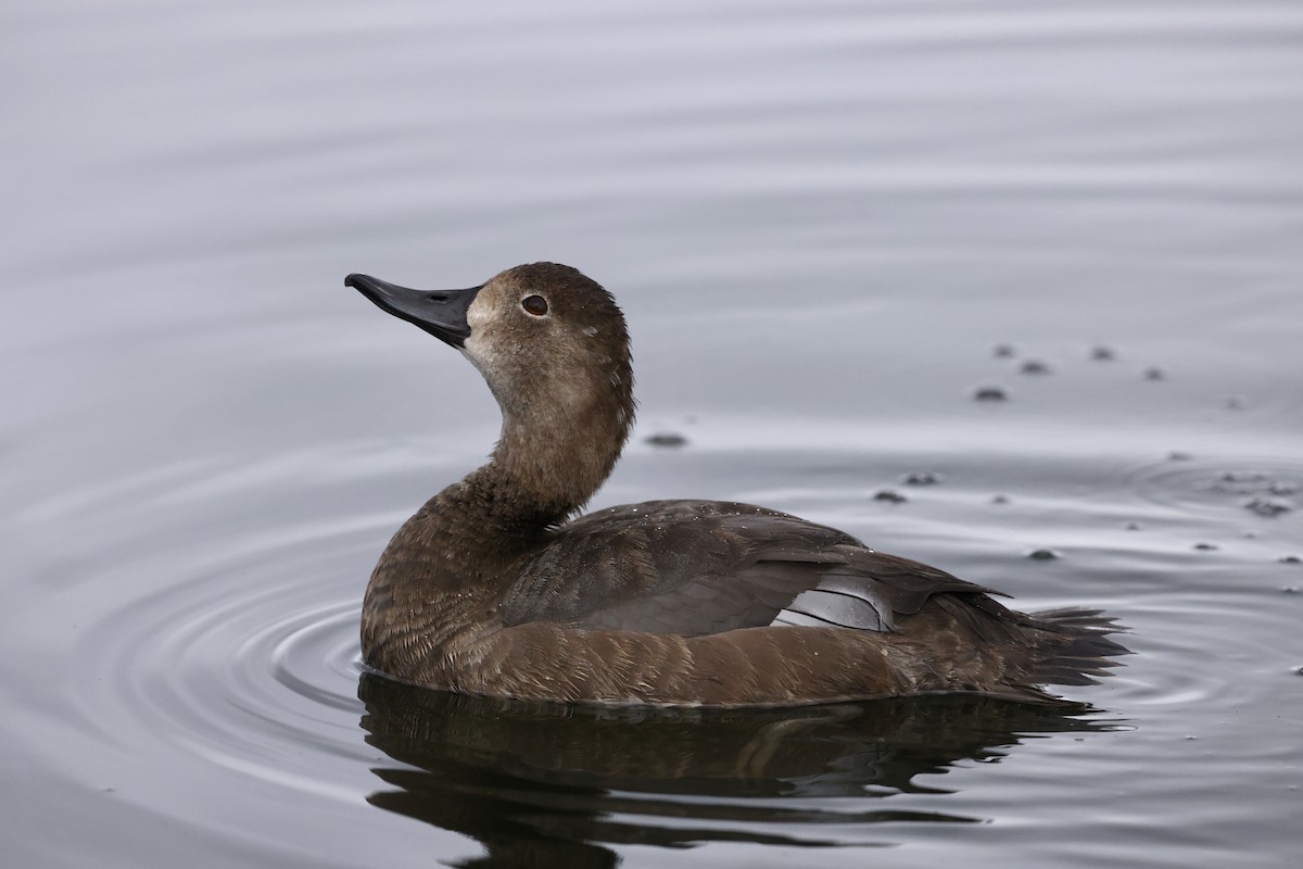 Redhead - ML644617090