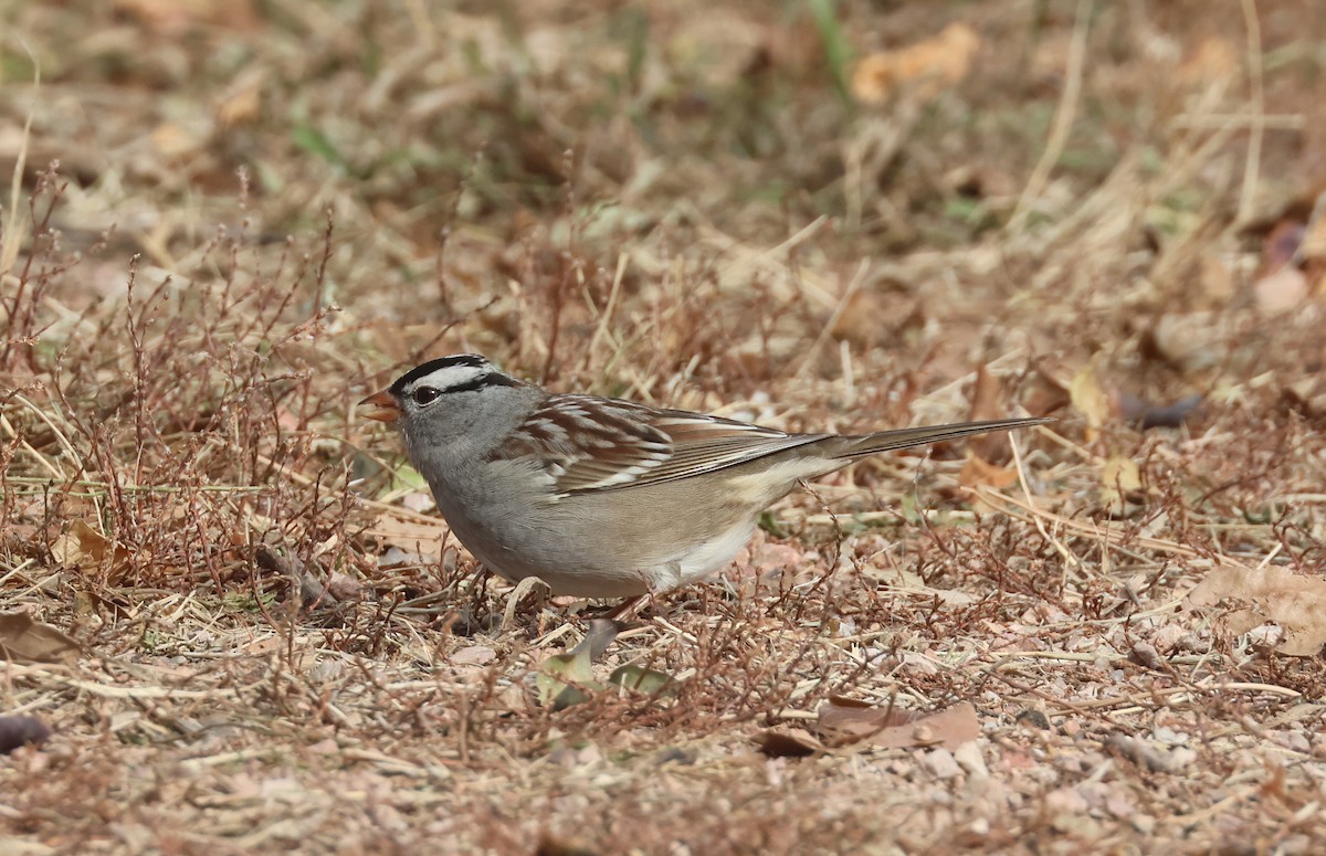 strnadec bělopásý (ssp. leucophrys/oriantha) - ML644617091
