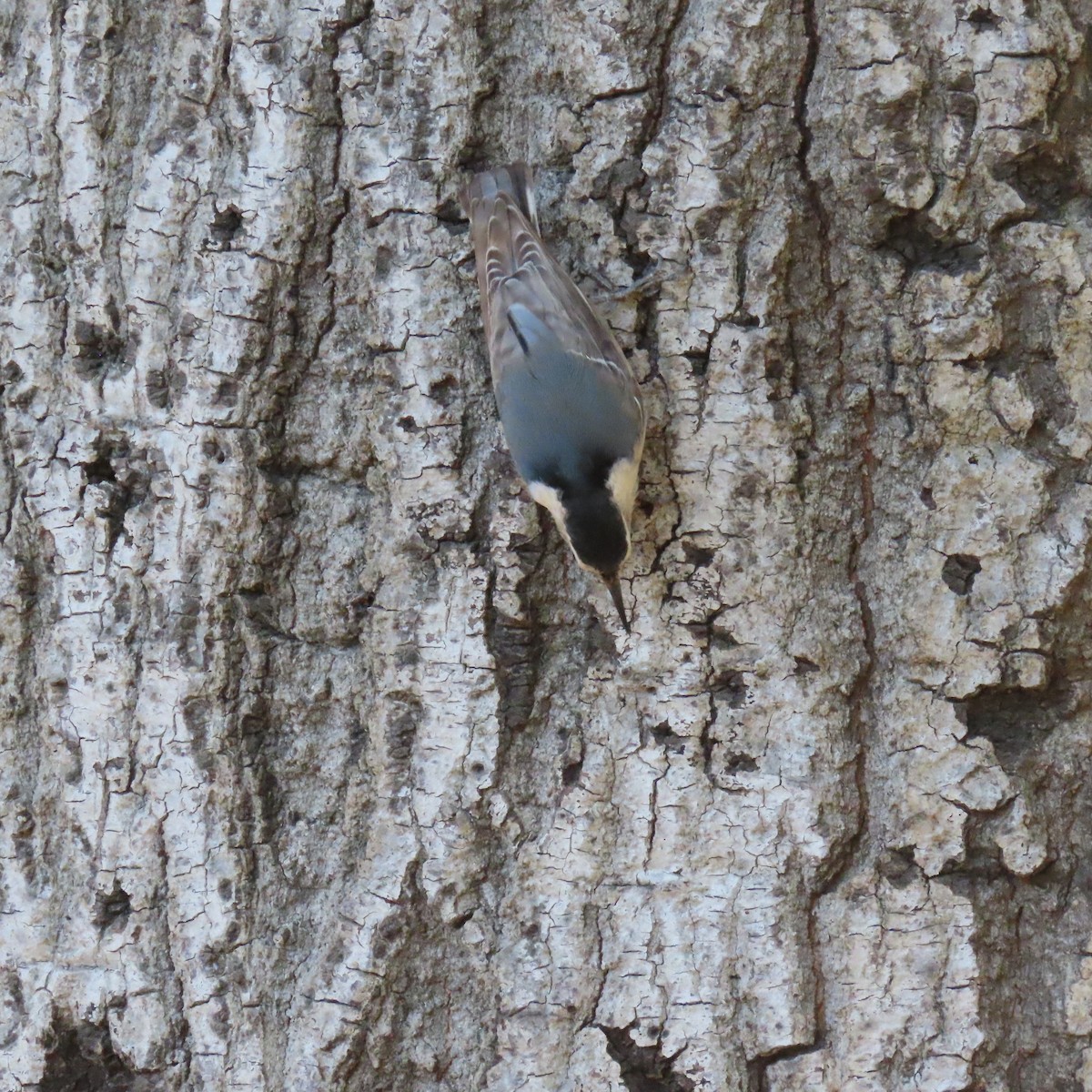 Sittelle à poitrine blanche - ML644617094