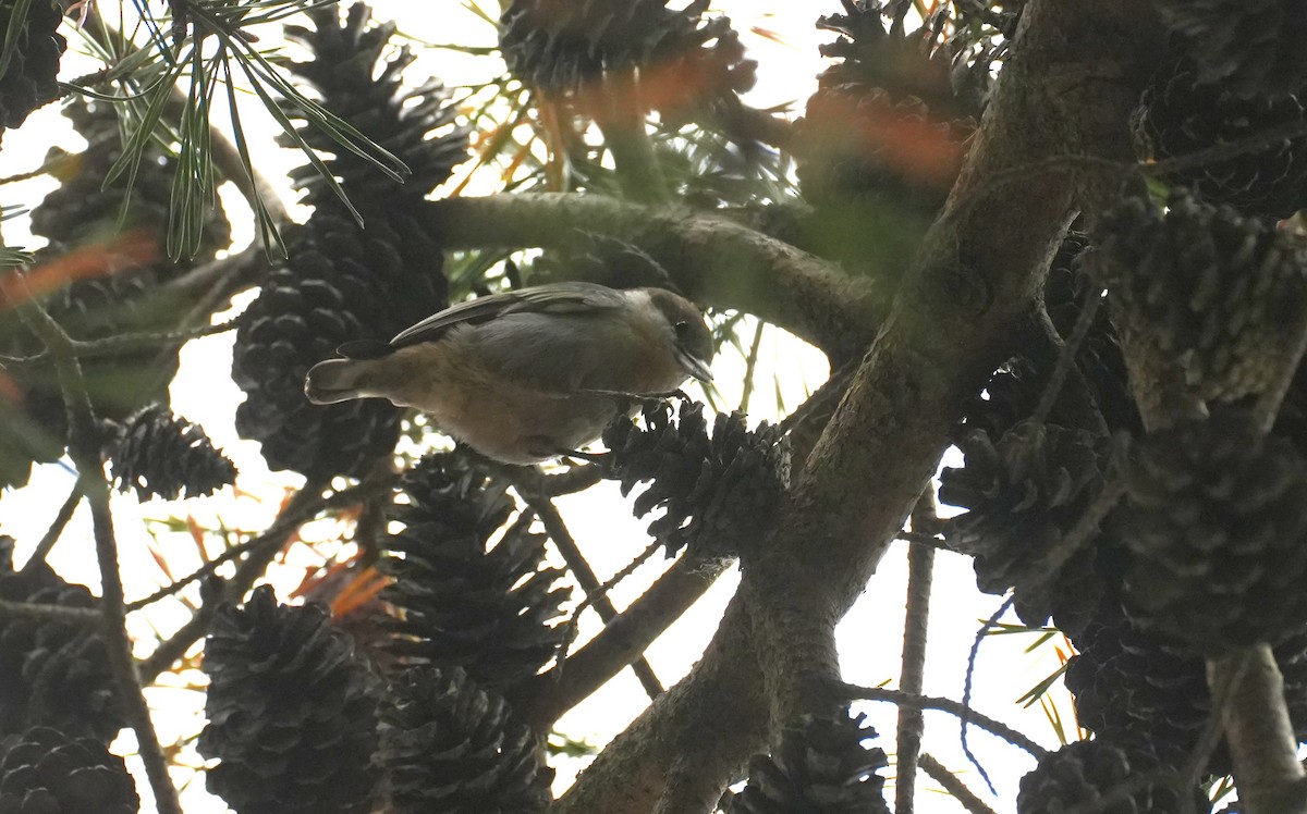 Sittelle à tête brune - ML644617098