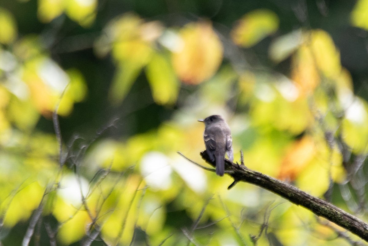 Eastern Wood-Pewee - ML644617099