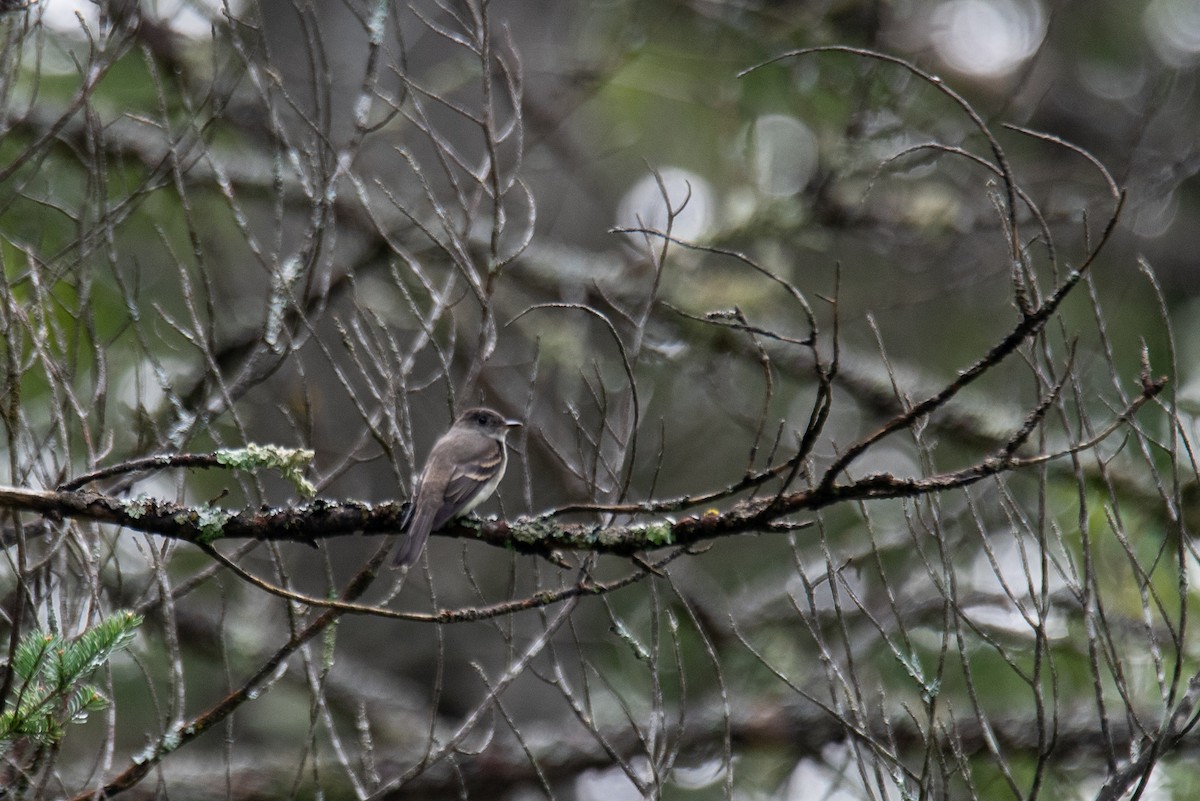 Eastern Wood-Pewee - ML644617100
