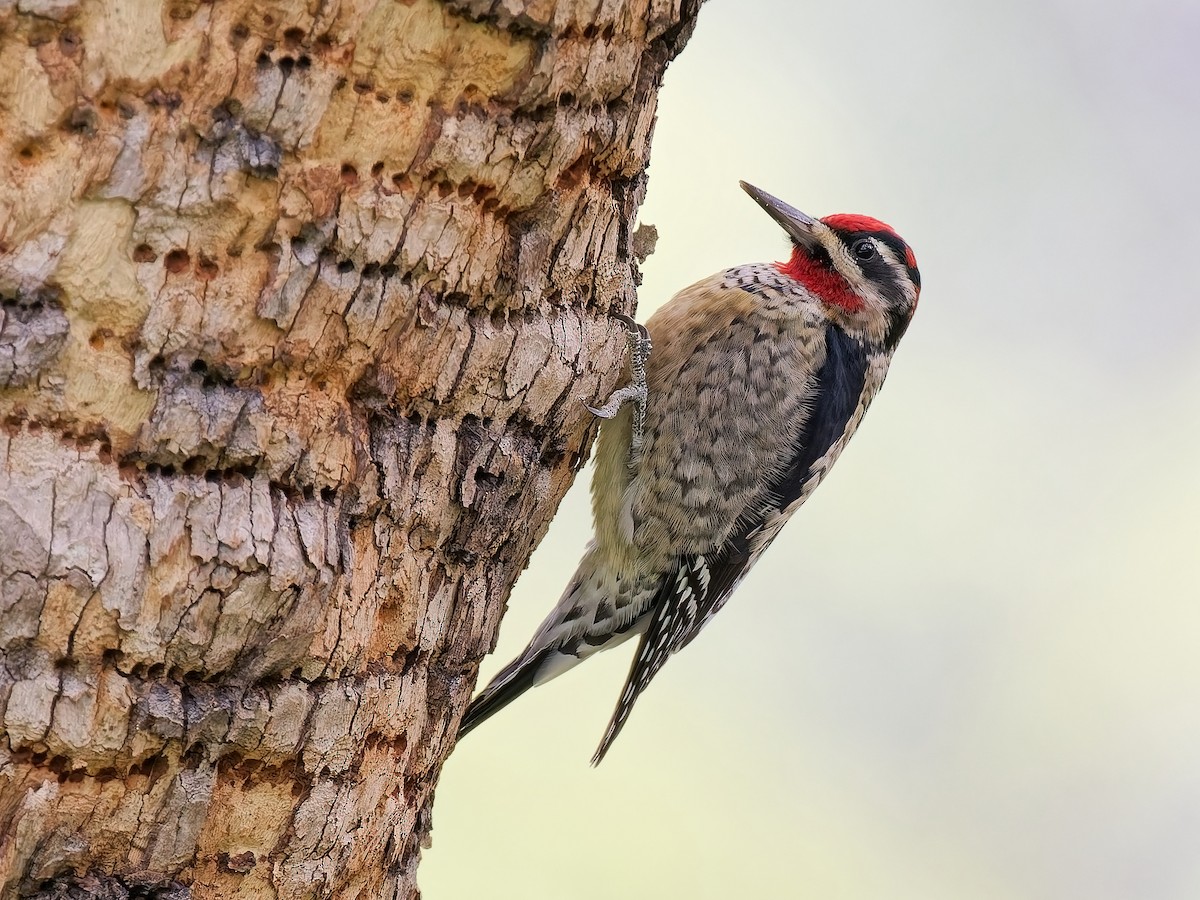 Pic à nuque rouge - ML644617101
