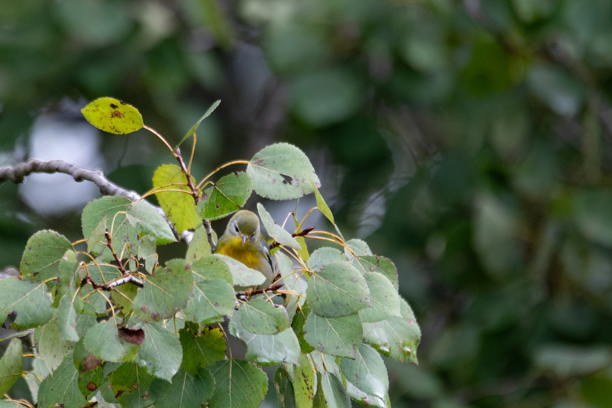 Northern Parula - ML644617114