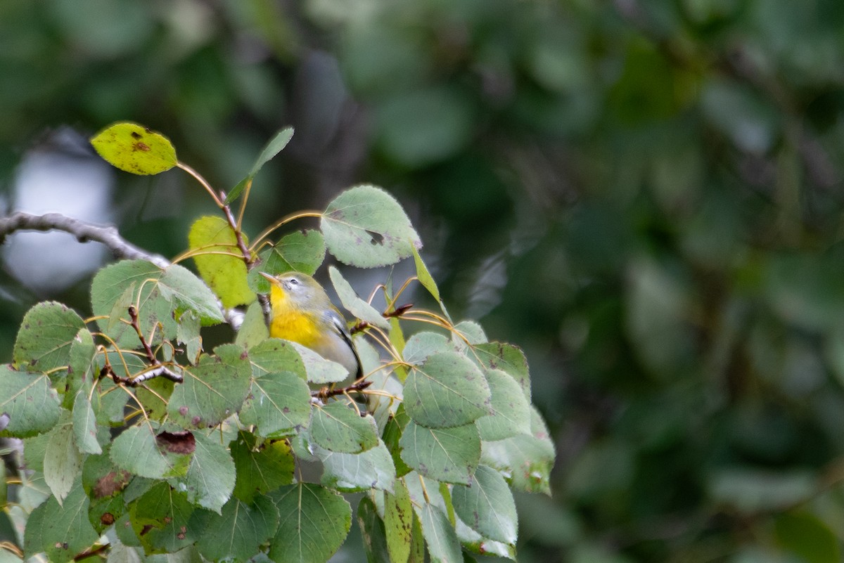 Northern Parula - ML644617115