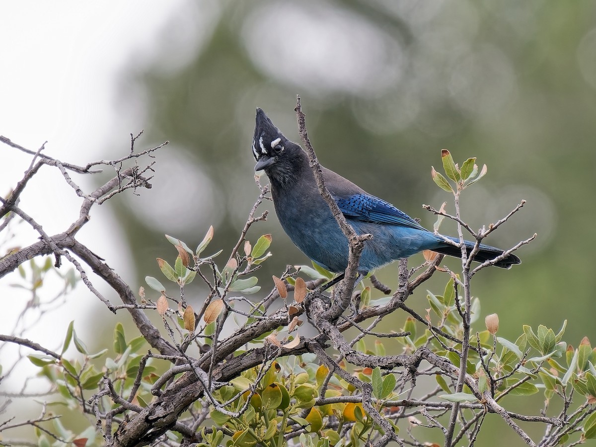 Steller's Jay (Southwest Interior) - ML644617117