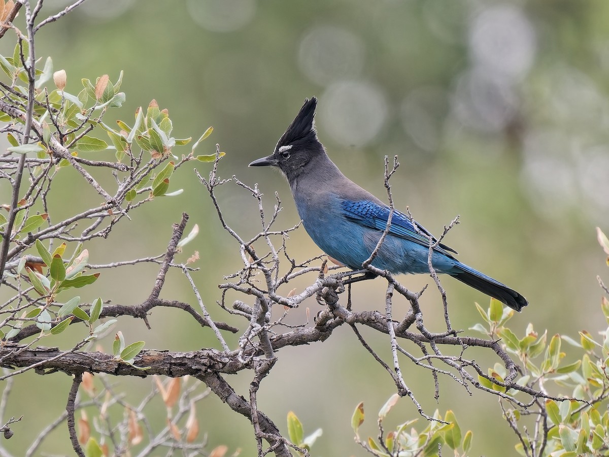Steller's Jay (Southwest Interior) - ML644617118