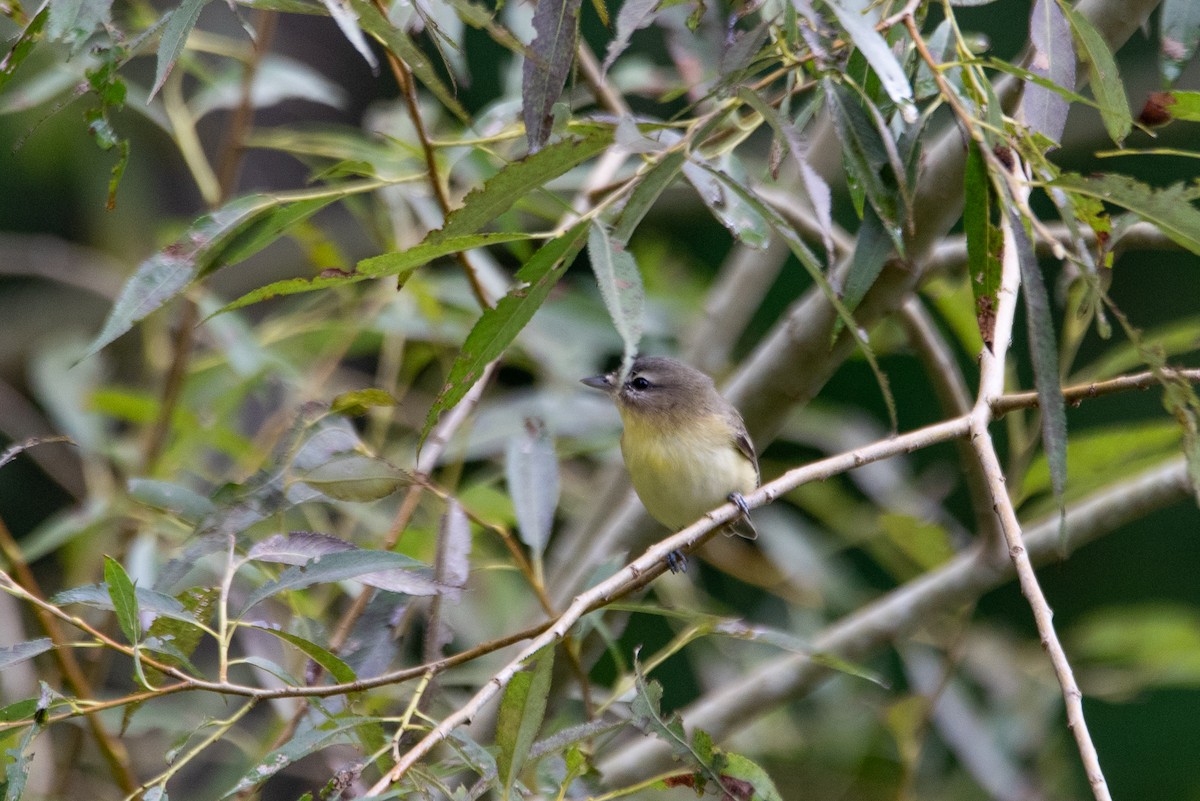 Philadelphia Vireo - ML644617125