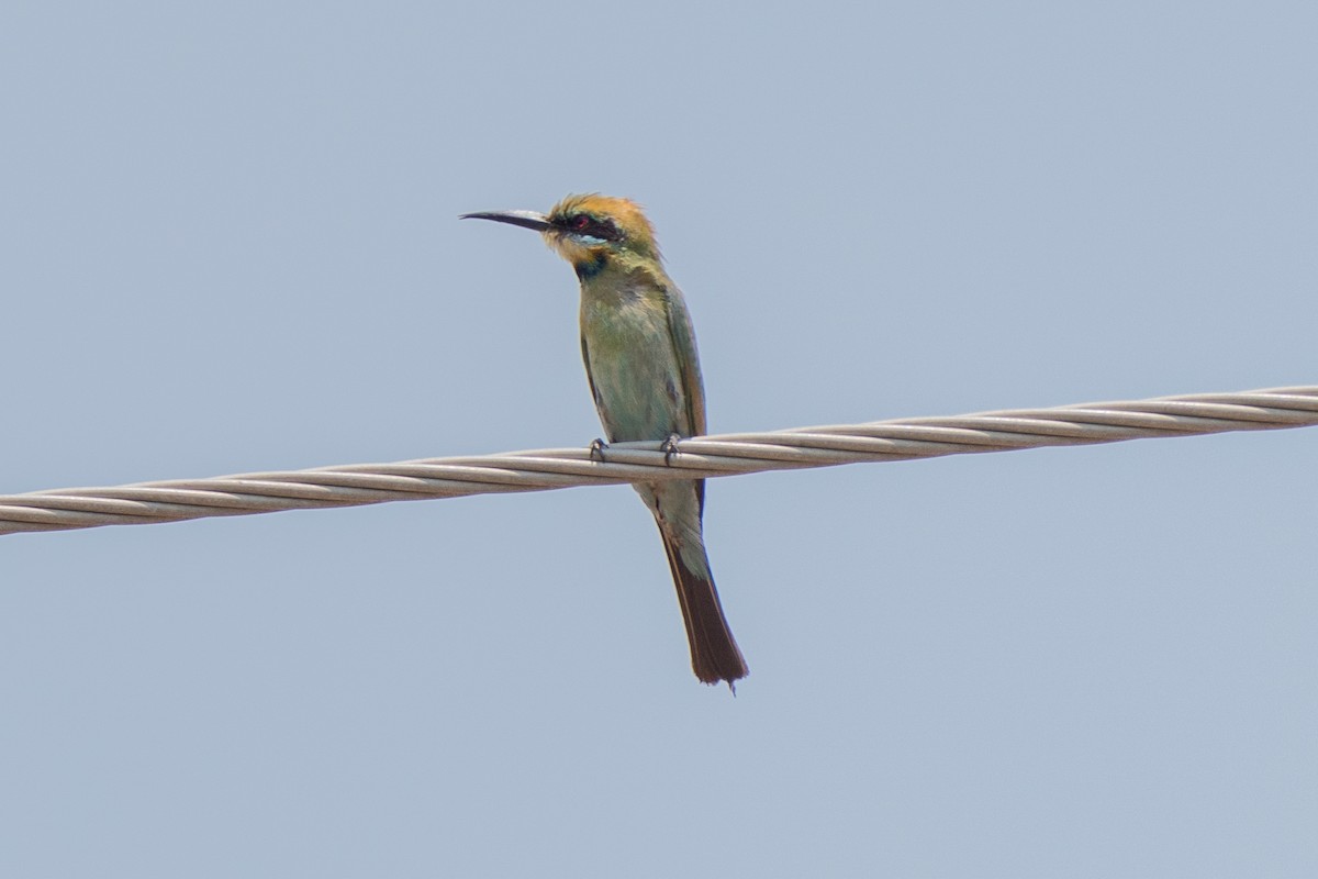 Regenbogenspint - ML644617127