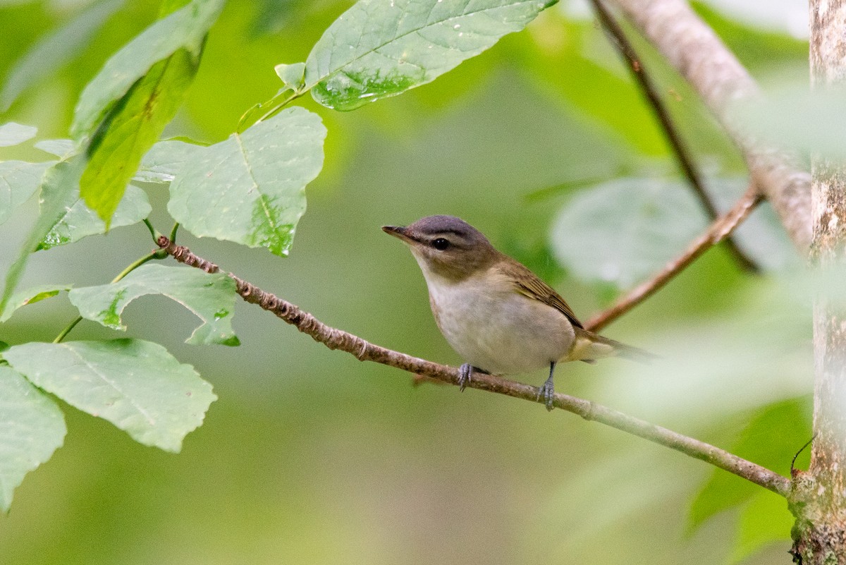 Red-eyed Vireo - ML644617135