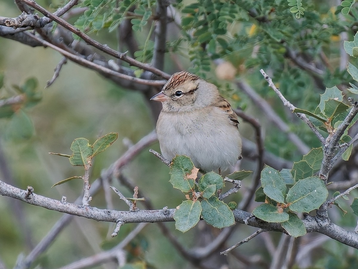 Cırcır Sesli Serçe - ML644617154