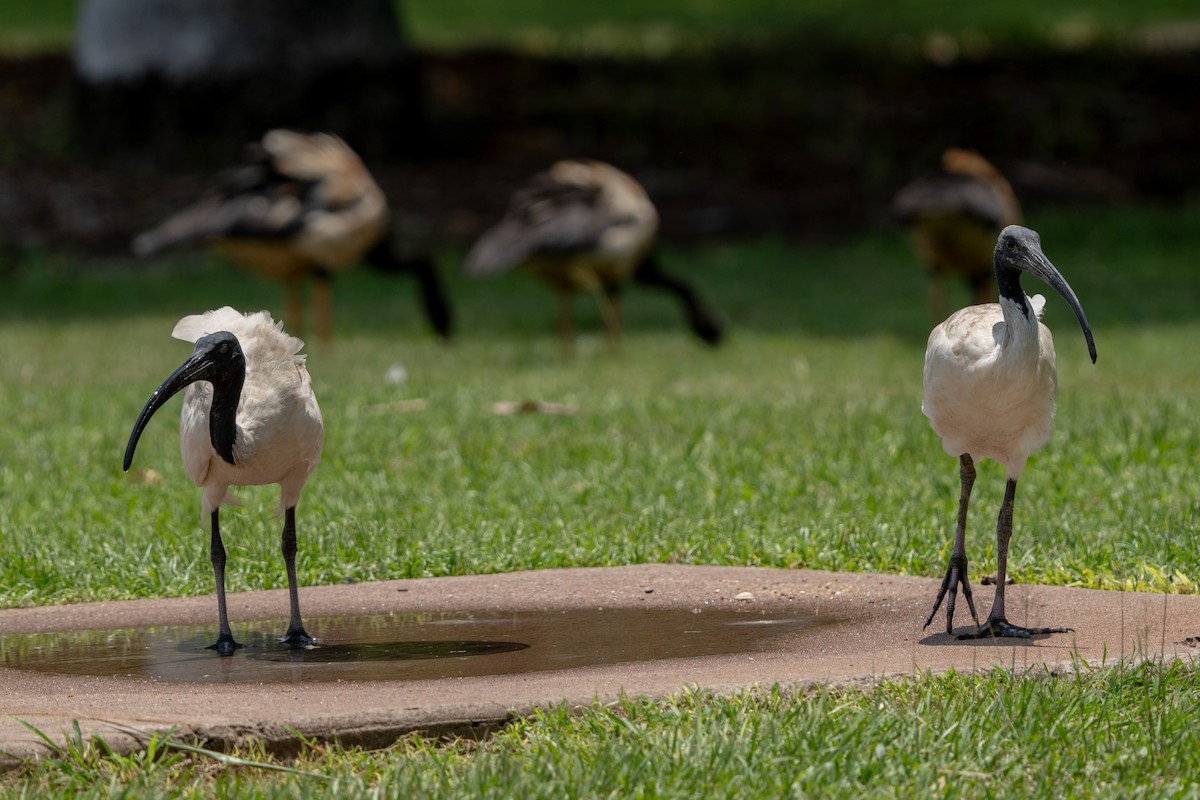 ibis australský - ML644617157
