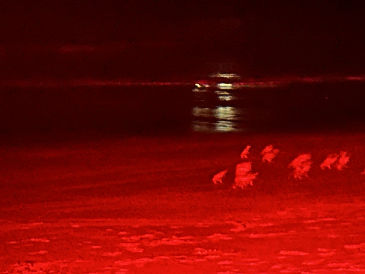 Little Penguin - ML644617158