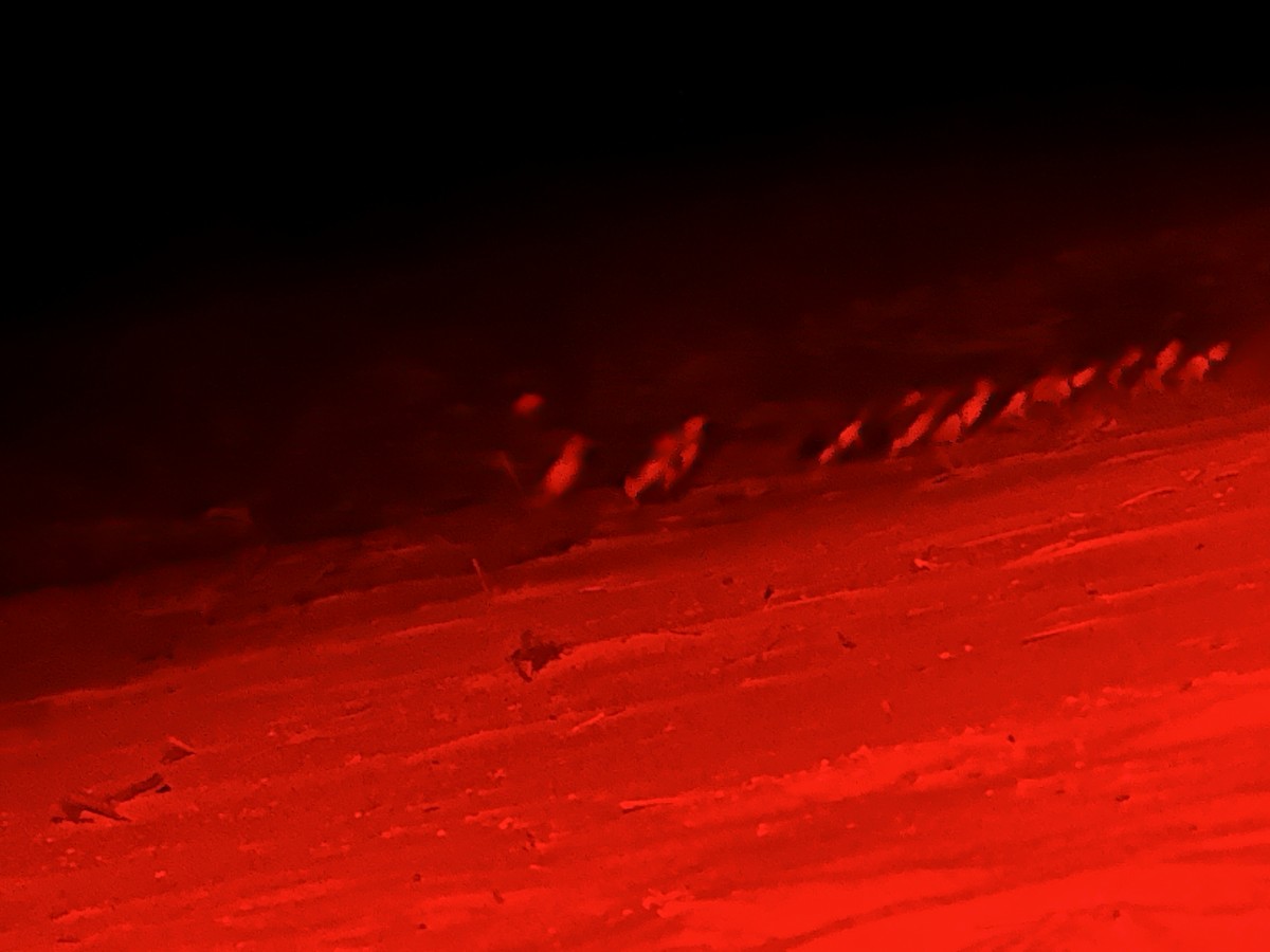 Little Penguin - ML644617159