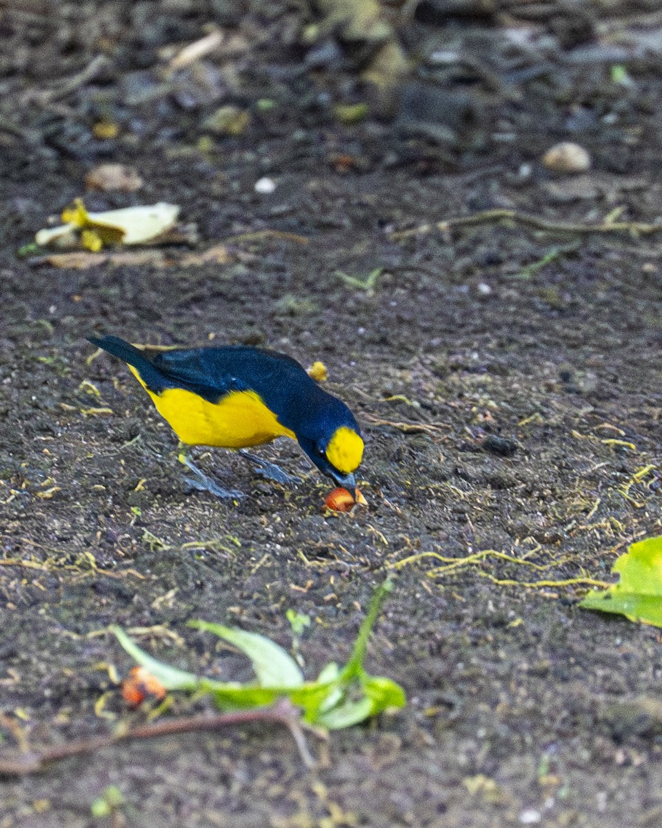 Thick-billed Euphonia - ML644617160