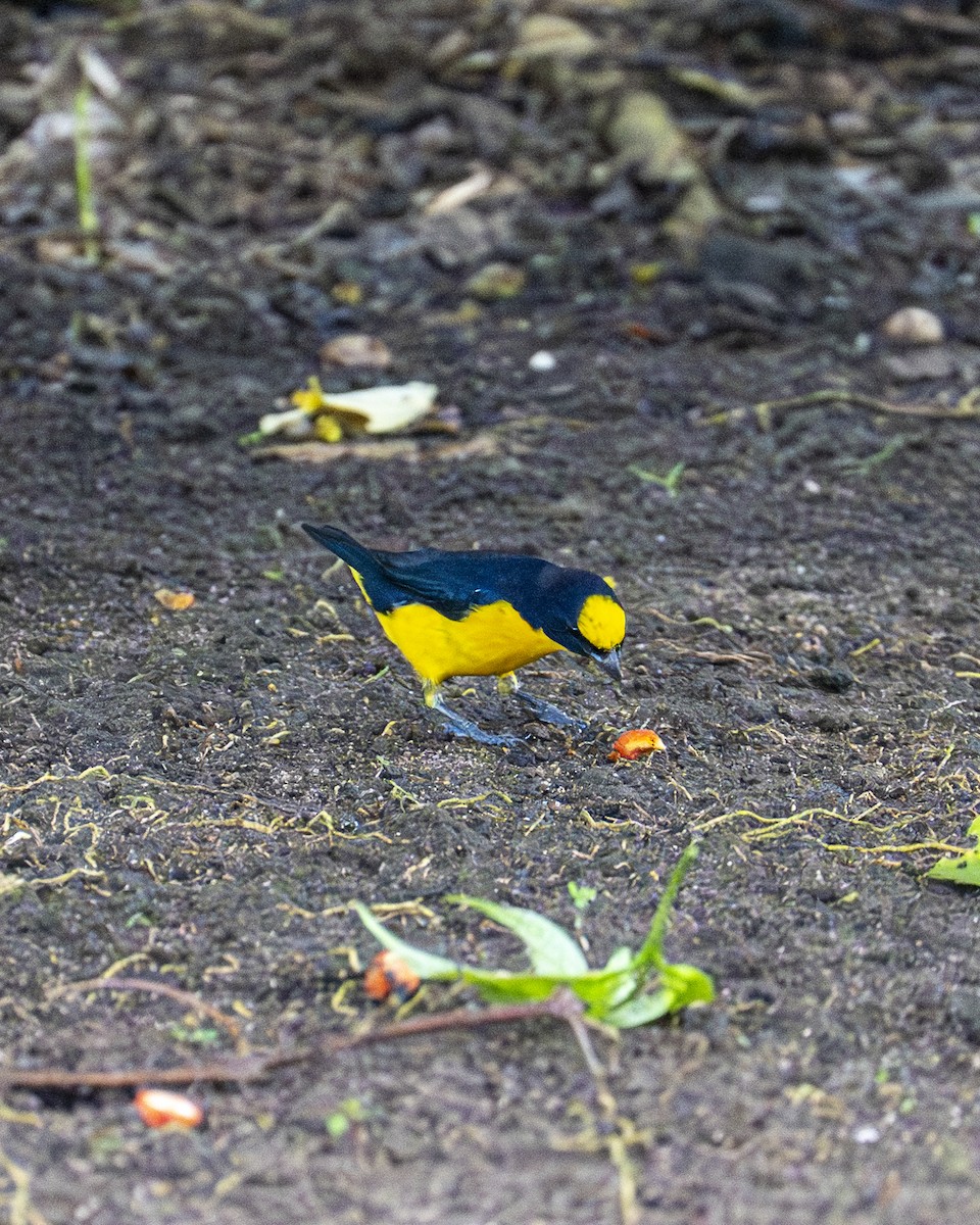 Thick-billed Euphonia - ML644617161