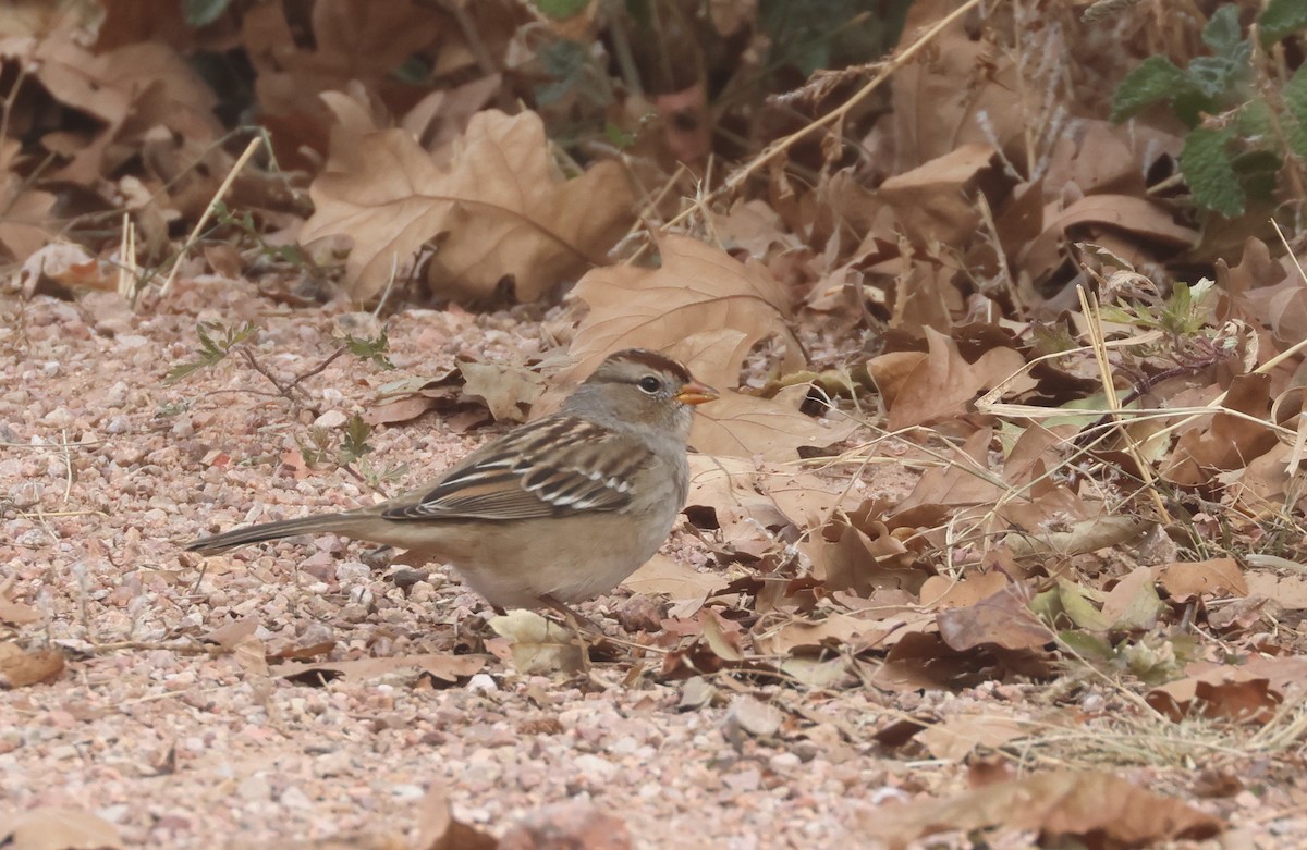 strnadec bělopásý (ssp. gambelii) - ML644617163