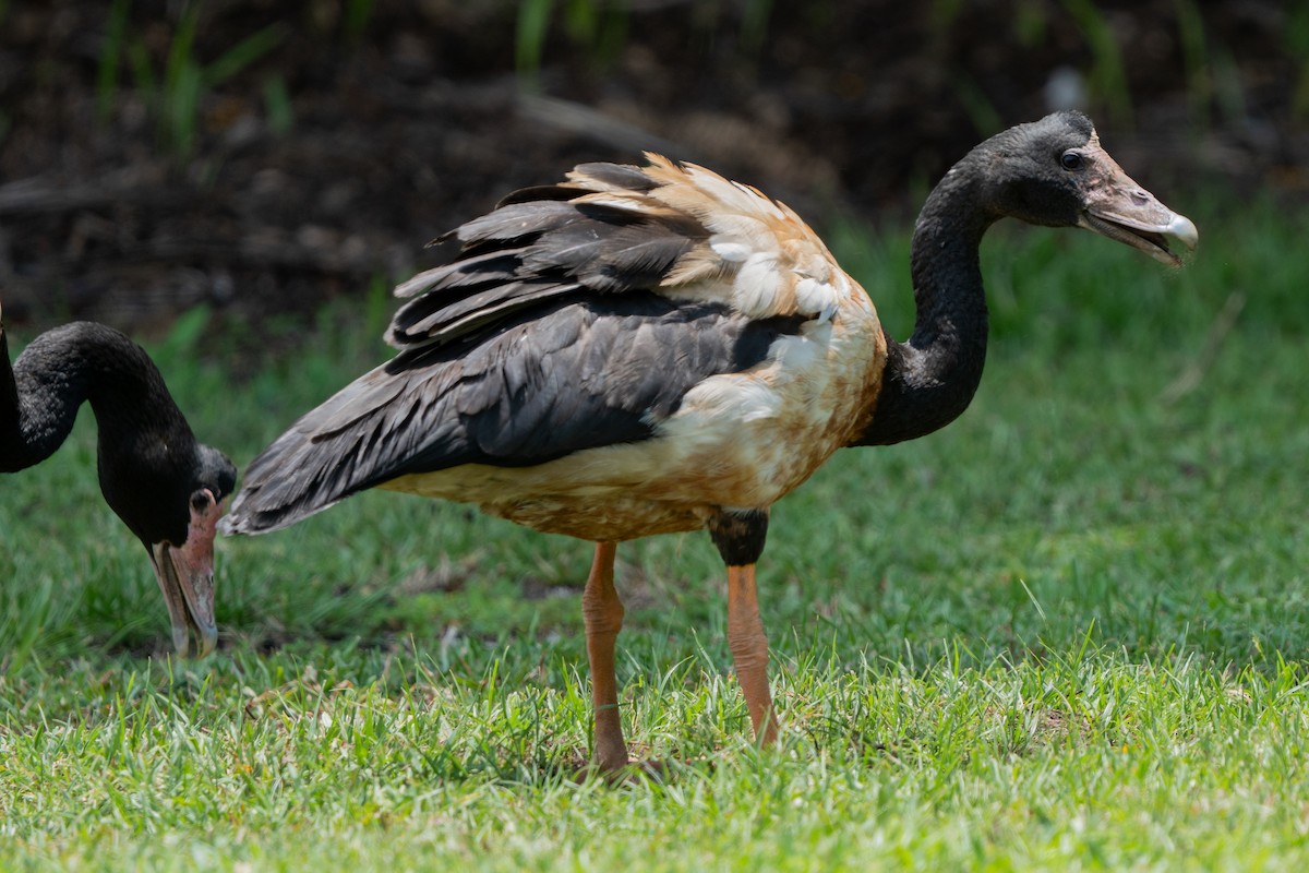 skjæregås - ML644617167