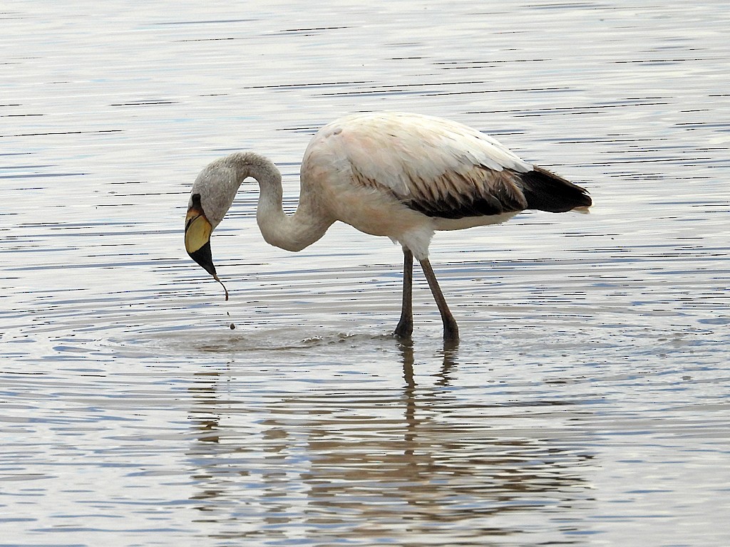 James's Flamingo - ML644617168