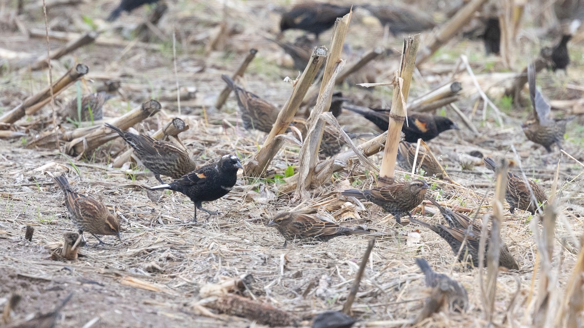 Red-winged Blackbird - ML644617192