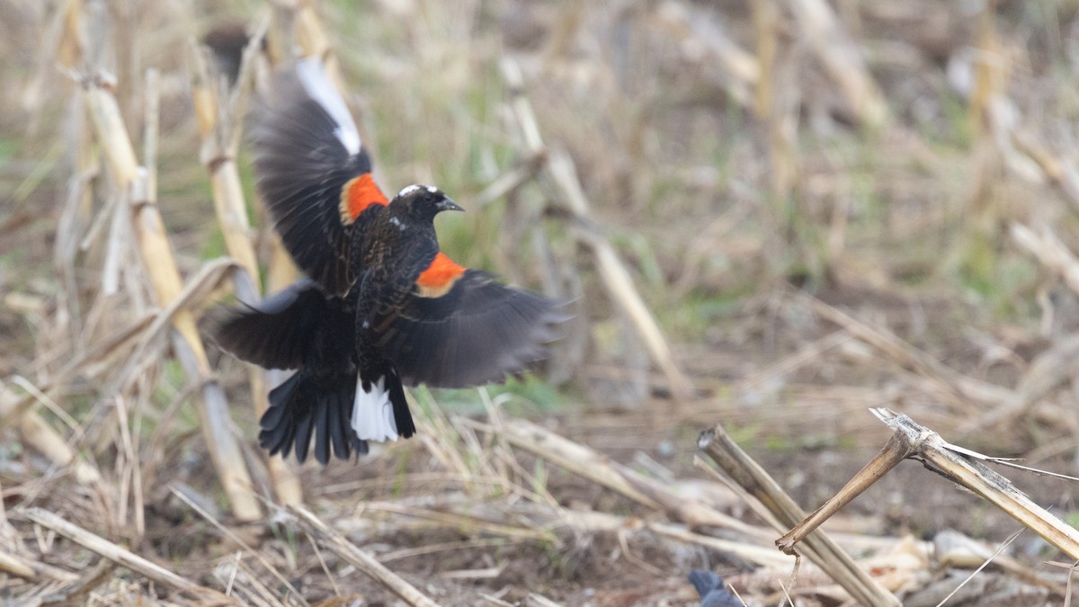 Red-winged Blackbird - ML644617194