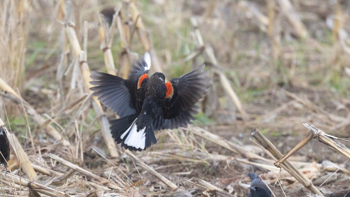 Red-winged Blackbird - ML644617195