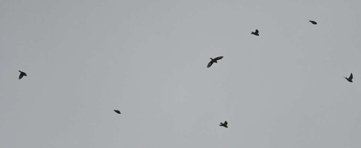 Evening Grosbeak - ML644617206