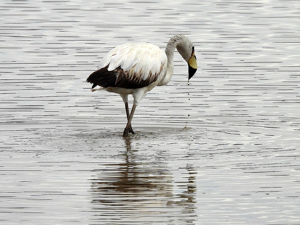 James's Flamingo - ML644617210