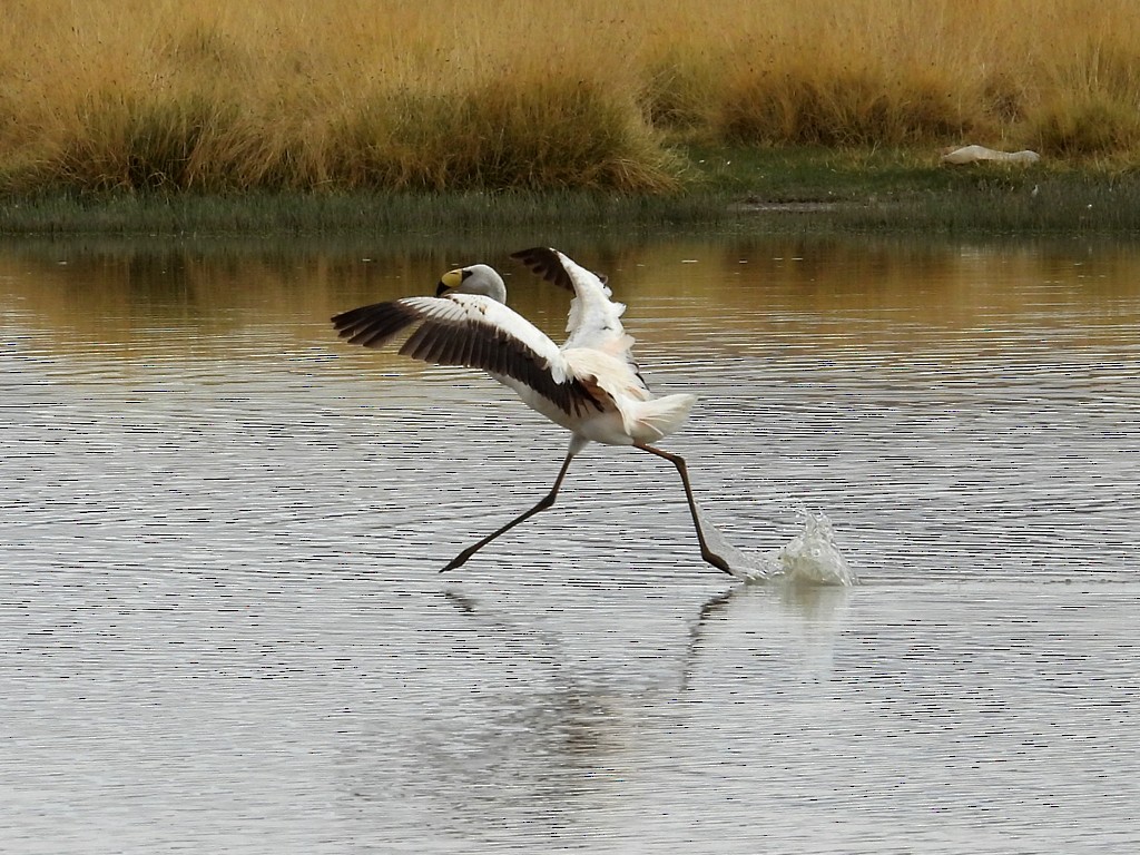 James's Flamingo - ML644617223