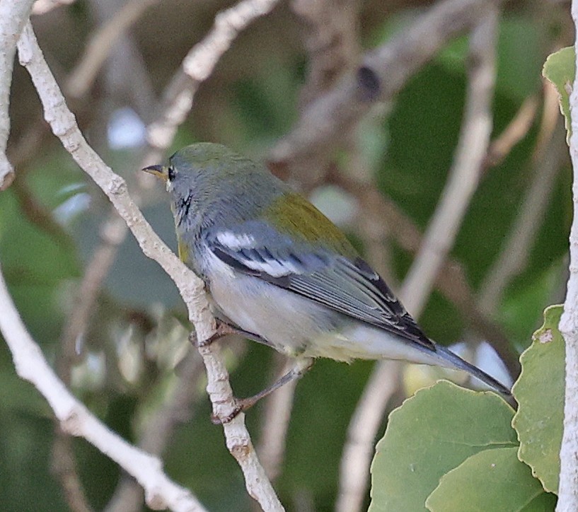 Northern Parula - ML644617224