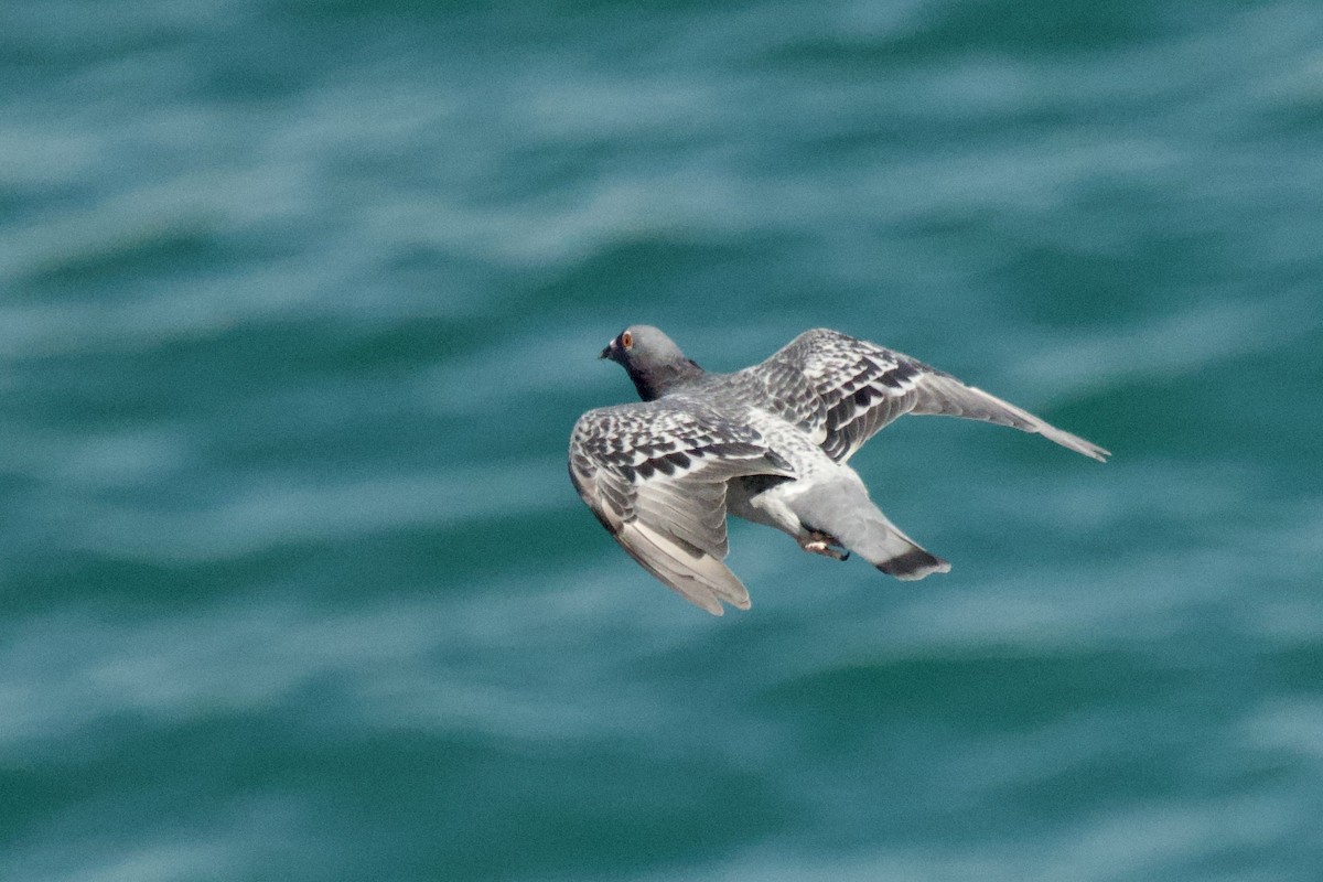 Голуб сизий (міський) - ML644617225