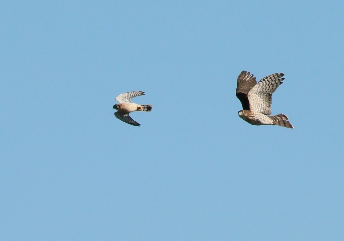 trostehauk - ML644617233