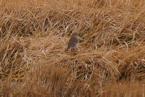 鷚屬 - ML644617235