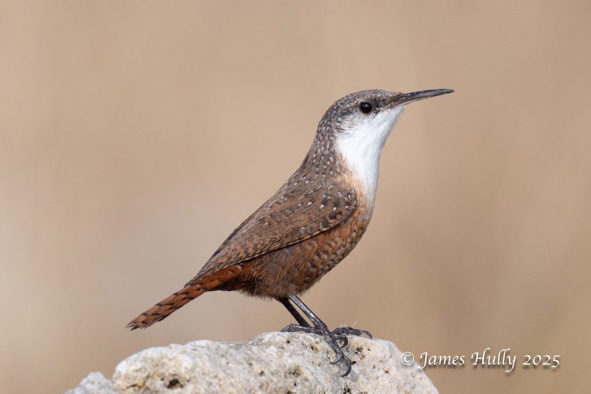 Canyon Wren - ML644617246