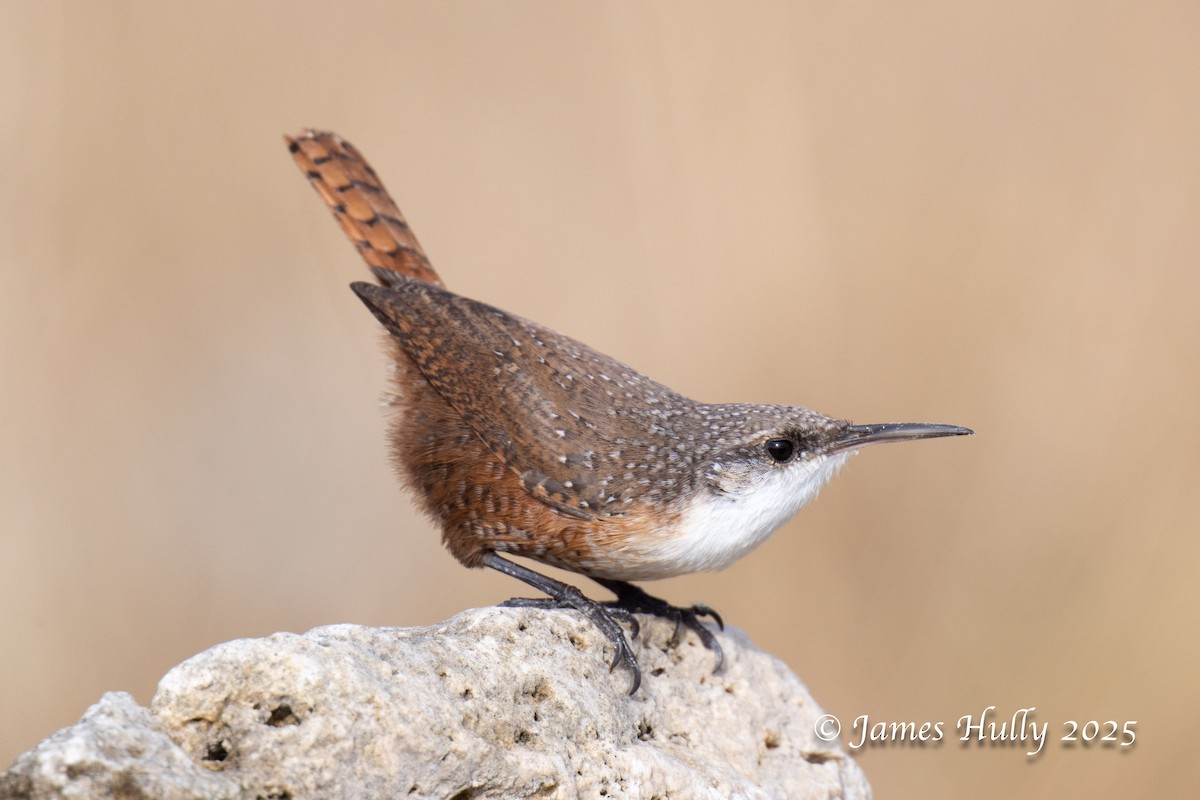 Canyon Wren - ML644617249
