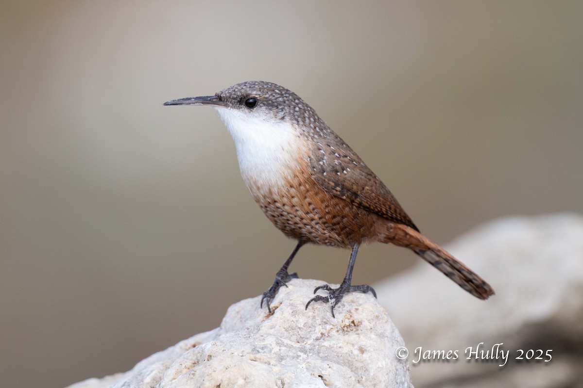 Canyon Wren - ML644617253