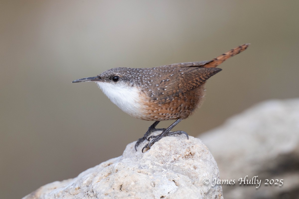 Canyon Wren - ML644617254