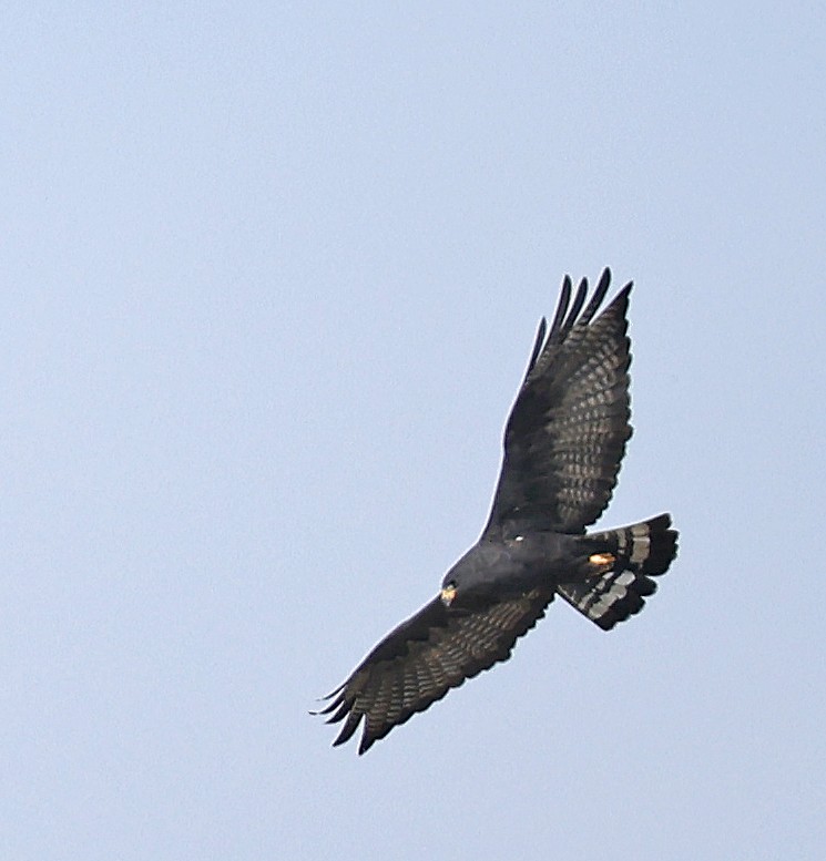 Zone-tailed Hawk - ML644617255