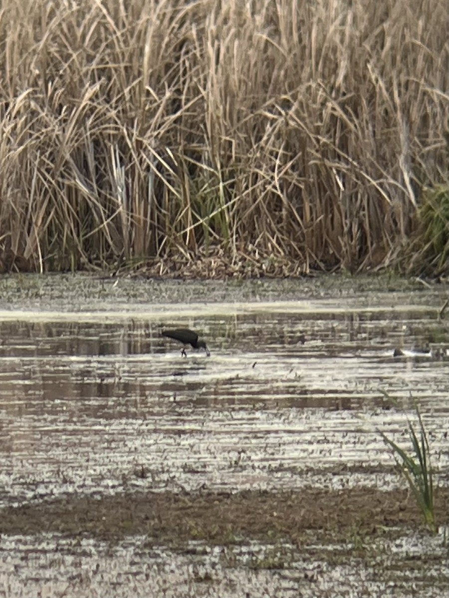 Glossy Ibis - ML644617256