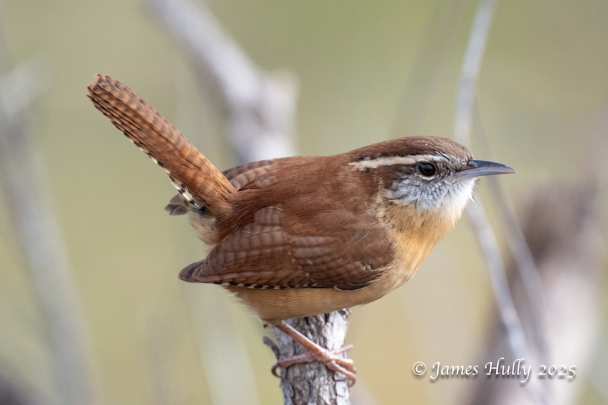 Carolina Wren - ML644617258