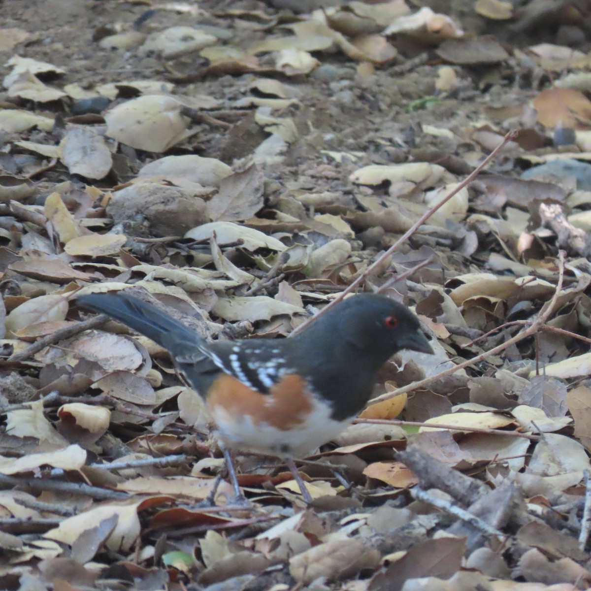 Spotted Towhee - ML644617264