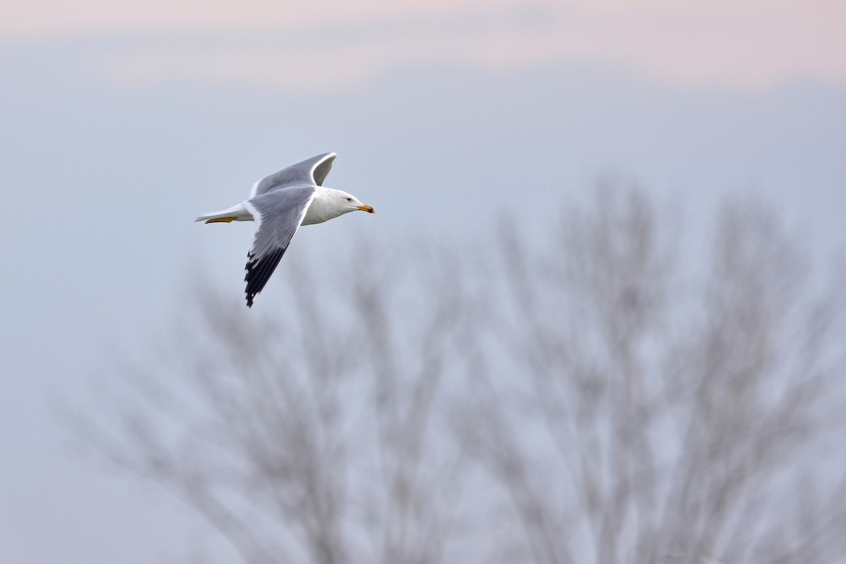Армянская чайка - ML644617268